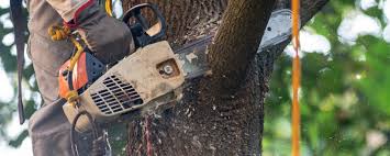 Rockdale, IL Tree Removal Company