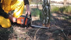 How Our Tree Care Process Works  in  Rockdale, IL